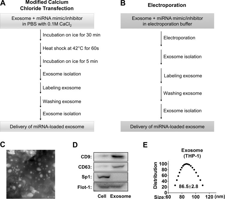 LDH Cytotoxicity Assay